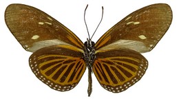 E. tales forsteri E. tales forsteri