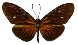 E. tales forsteri E.tales forsteri