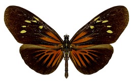 E. tales forsteri E. tales forsteri