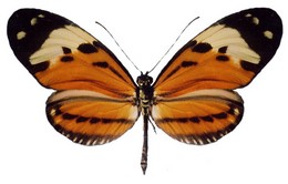 ethilla eucoma