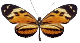 ethilla flavofasciatus