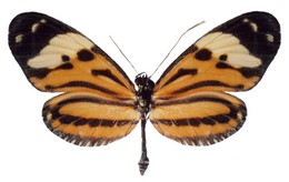 ethilla flavofasciatus