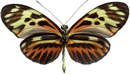 Heliconius pardalinus gloria