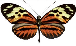 Heliconius pardalinus gloria