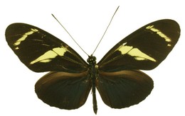 Heliconius wallacei mimulinus